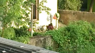 শৃঙ্গাকার হিজড়া নার ...