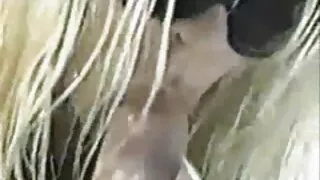 বিগ বুবড সিডাক্ট্রেস ...