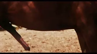 চুদা চুদি দেখবো